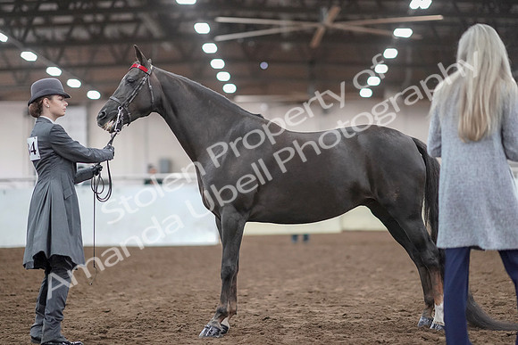 2019 Morgan Horse Show - Aug 31, 2019 - 01918