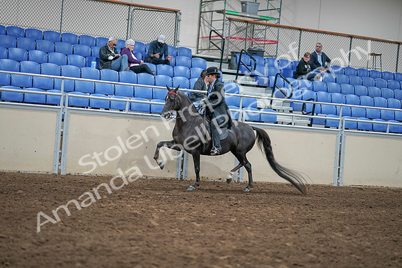 2020 - AB Morgan Horse - Sat, Sept 05 - 00829