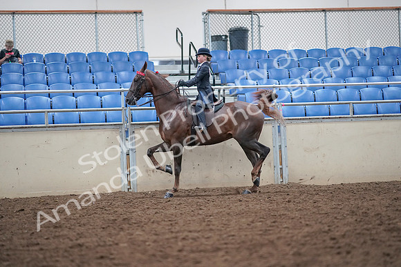 2019 Morgan Horse Show - Aug 30, 2019 - 17926