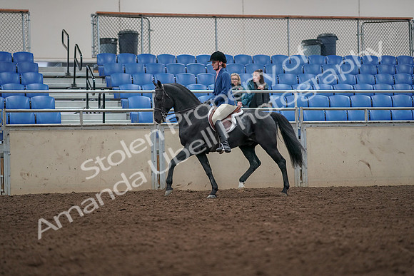 2019 Morgan Horse Show - Aug 31, 2019 - 07274