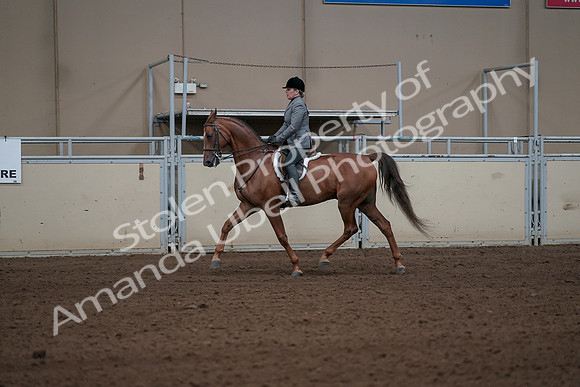 2019 Morgan Horse Show - Sept 01, 2019 - 12195
