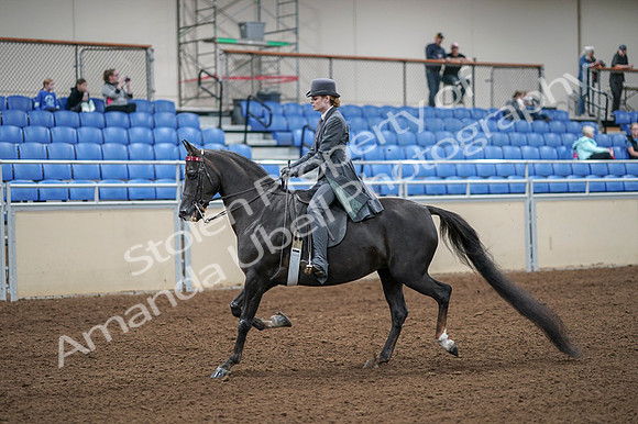2020 - AB Morgan Horse - Fri, Sept 04 - 05327
