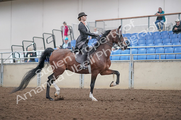 2019 Morgan Horse Show - Aug 31, 2019 - 08908
