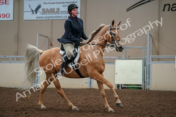 2019 Morgan Horse Show - Aug 30, 2019 - 22536