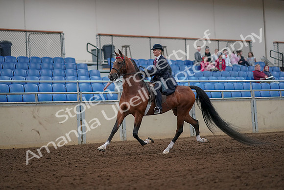 2019 Morgan Horse Show - Aug 30, 2019 - 25069