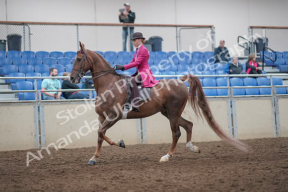 2019 Morgan Horse Show - Aug 31, 2019 - 08618