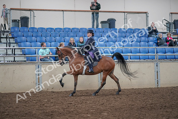 2019 Morgan Horse Show - Aug 31, 2019 - 08839