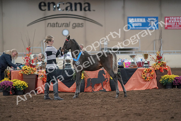 2019 Morgan Horse Show - Aug 31, 2019 - 00321