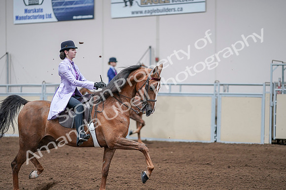 2020 - AB Morgan Horse - Fri, Sept 04 - 05137