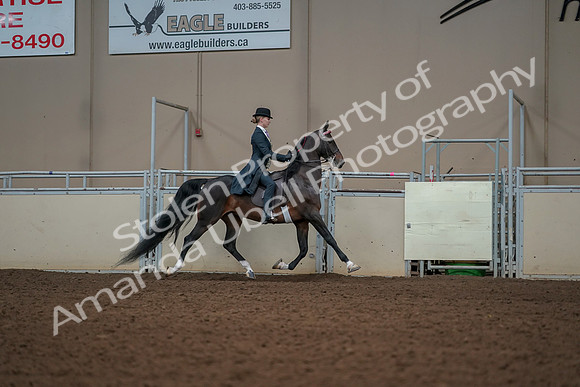2019 Morgan Horse Show - Aug 30, 2019 - 25249
