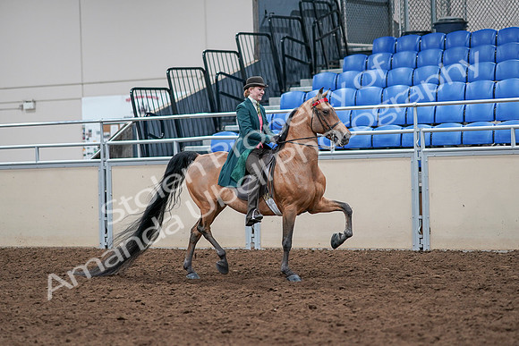 2020 - AB Morgan Horse - Sat, Sept 05 - 13866