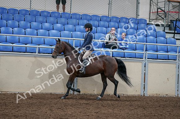 2020 - AB Morgan Horse - Fri, Sept 04 - 05890