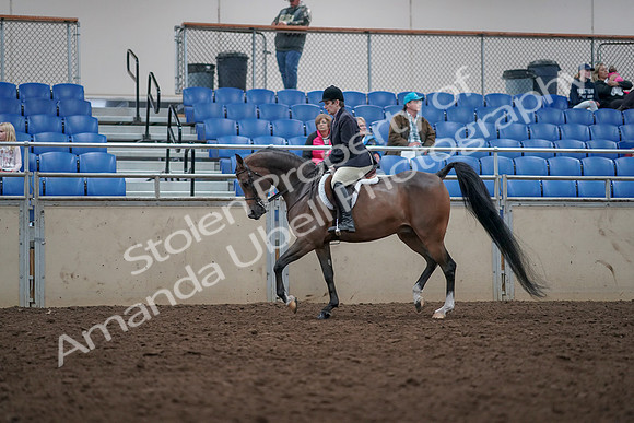 2019 Morgan Horse Show - Aug 31, 2019 - 15933