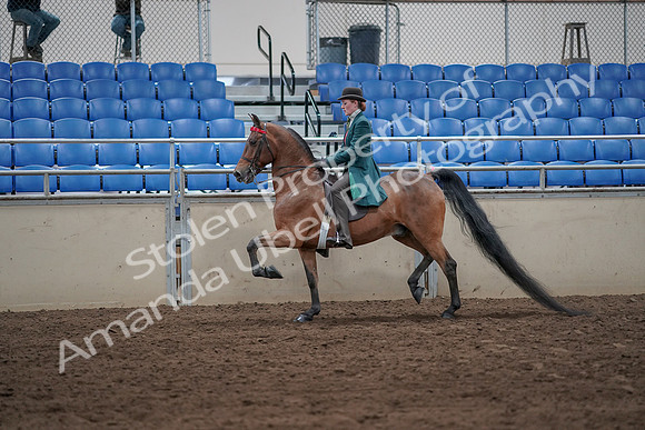 2019 Morgan Horse Show - Sept 01, 2019 - 13181