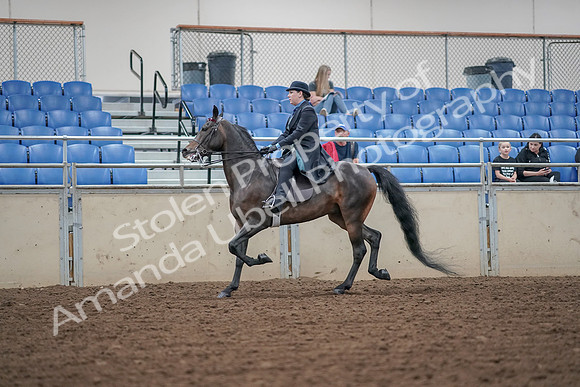 2019 Morgan Horse Show - Aug 30, 2019 - 15544
