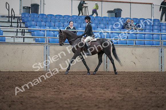 2019 Morgan Horse Show - Sept 01, 2019 - 09011