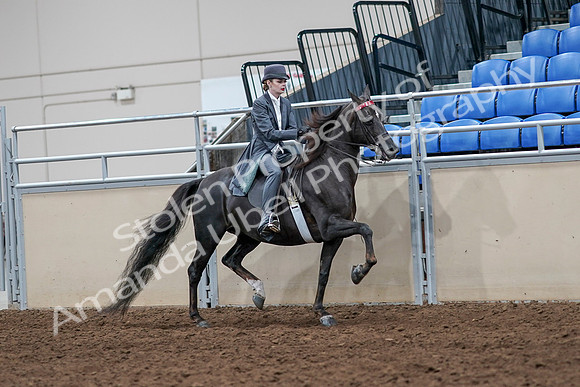 2020 - AB Morgan Horse - Sat, Sept 05 - 13909