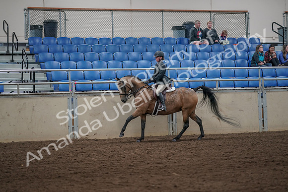 2019 Morgan Horse Show - Aug 31, 2019 - 05018