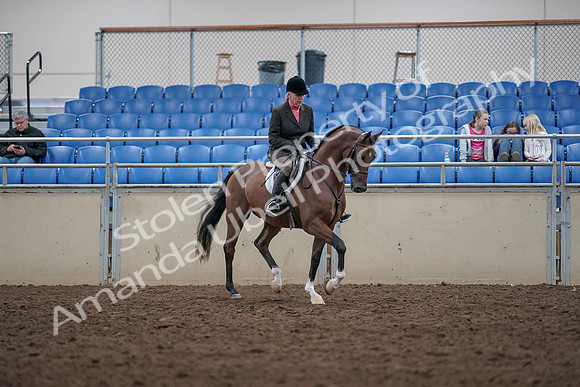 2019 Morgan Horse Show - Aug 31, 2019 - 16194
