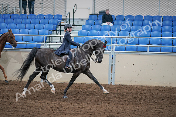 2020 - AB Morgan Horse - Fri, Sept 04 - 03165