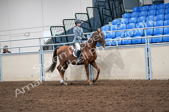 2020 - AB Morgan Horse - Fri, Sept 04 - 03095