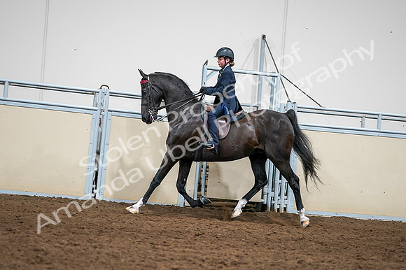 2020 - AB Morgan Horse - Fri, Sept 04 - 03245