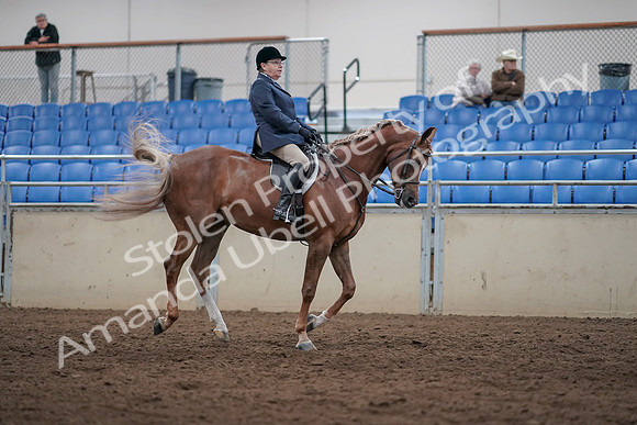 2019 Morgan Horse Show - Sept 01, 2019 - 08792
