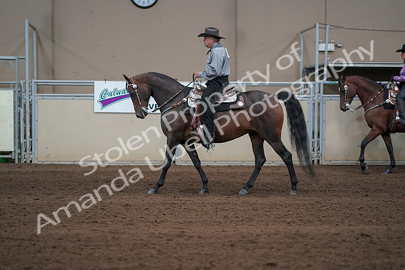 2019 Morgan Horse Show - Sept 01, 2019 - 06866