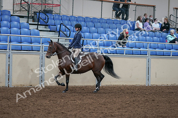 2020 - AB Morgan Horse - Fri, Sept 04 - 05883