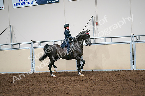 2020 - AB Morgan Horse - Fri, Sept 04 - 03071
