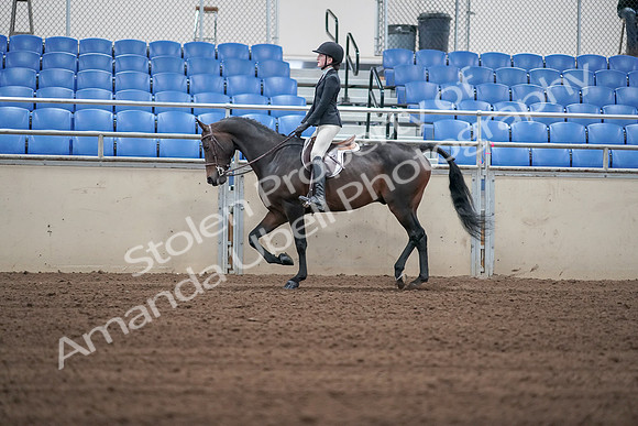 2019 Morgan Horse Show - Sept 01, 2019 - 03707