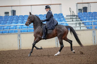 2019 Morgan Horse Show - Aug 30, 2019 - 24305