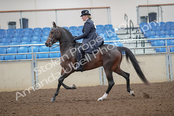 2019 Morgan Horse Show - Aug 30, 2019 - 24305
