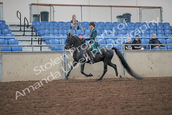 2019 Morgan Horse Show - Aug 30, 2019 - 15489