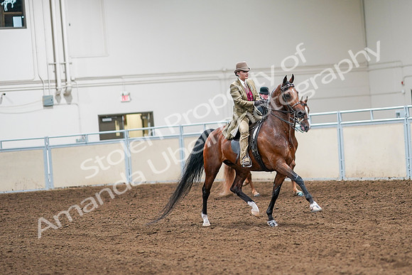 2020 - AB Morgan Horse - Sat, Sept 05 - 08220