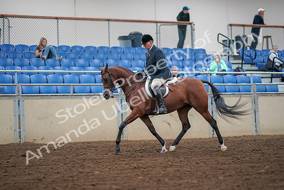 2019 Morgan Horse Show - Aug 30, 2019 - 16283