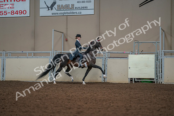 2019 Morgan Horse Show - Aug 30, 2019 - 25248