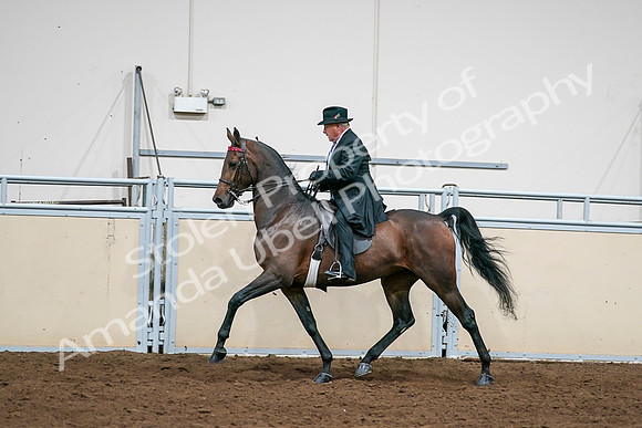 2020 - AB Morgan Horse - Sat, Sept 05 - 08017