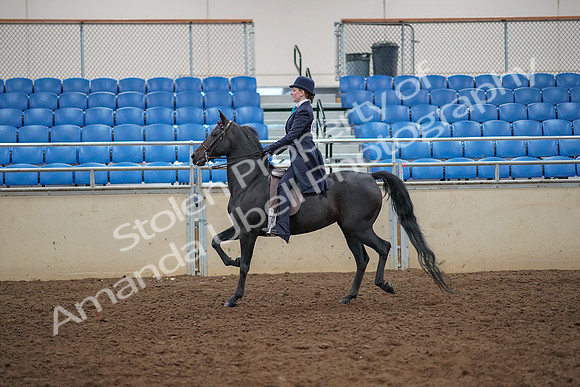 2019 Morgan Horse Show - Aug 30, 2019 - 12184