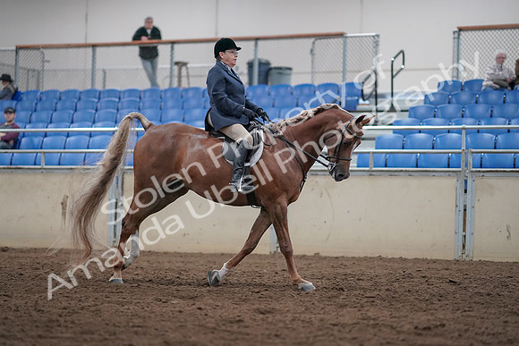 2019 Morgan Horse Show - Sept 01, 2019 - 08856