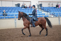 2019 Morgan Horse Show - Aug 31, 2019 - 18015