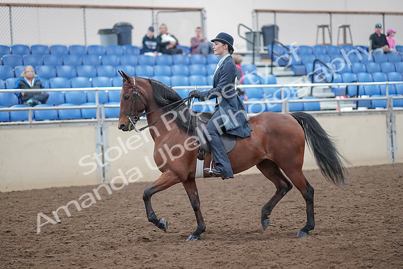 2019 Morgan Horse Show - Aug 31, 2019 - 18015