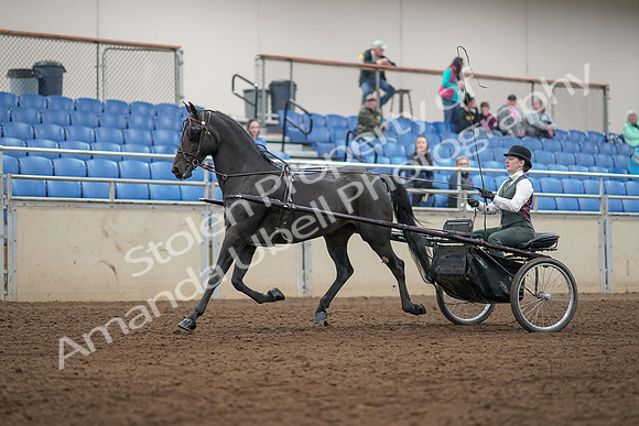 2019 Morgan Horse Show - Aug 31, 2019 - 04665