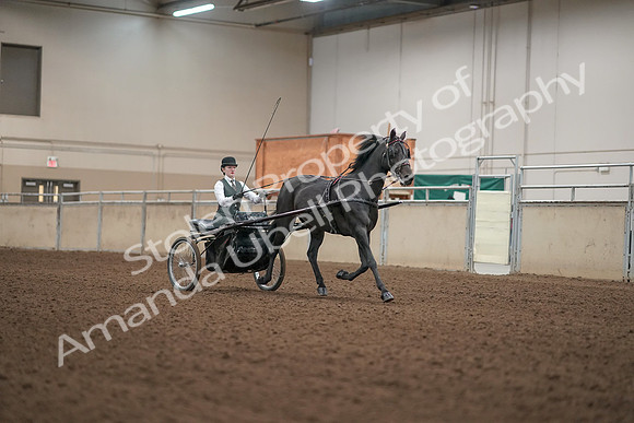 2019 Morgan Horse Show - Aug 31, 2019 - 04743