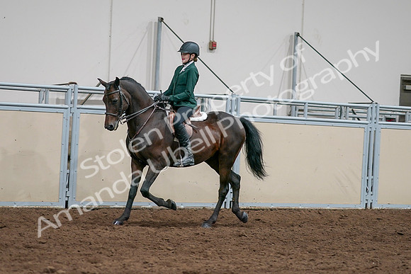 2020 - AB Morgan Horse - Sat, Sept 05 - 05036