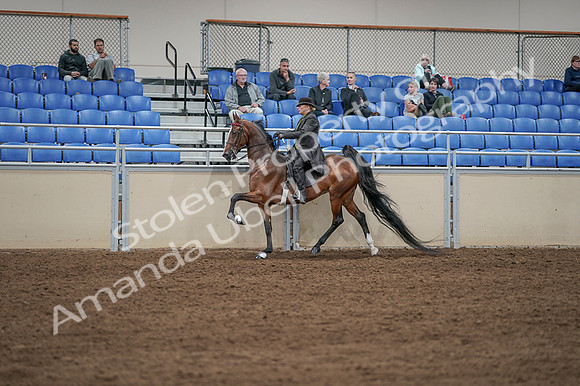 2020 - AB Morgan Horse - Fri, Sept 04 - 09636