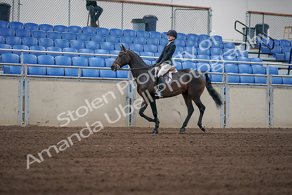 2019 Morgan Horse Show - Sept 01, 2019 - 03752