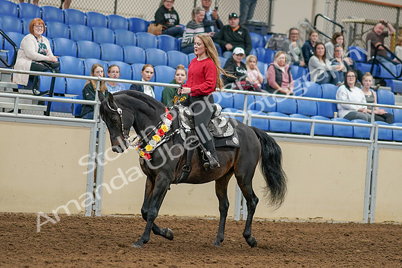 2020 - AB Morgan Horse - Sat, Sept 05 - 10353