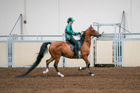 2020 - AB Morgan Horse - Fri, Sept 04 - 08693