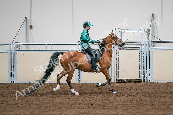 2020 - AB Morgan Horse - Fri, Sept 04 - 08693